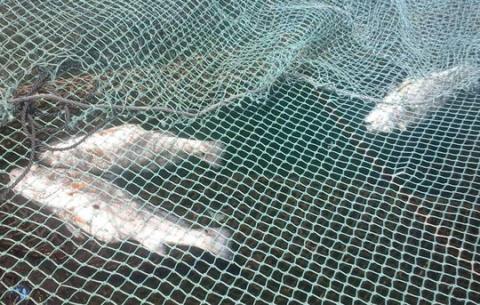 Cá chết hàng loạt ở xã Nghi Sơn được xác định do tảo nở hoa.
