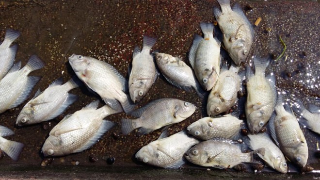 Cá chết nổi dạt vào ven hồ Tây, đoạn đường Trích Sài